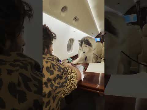 This Gentleman’s first plane ride | Vijay Deverakonda #Shorts