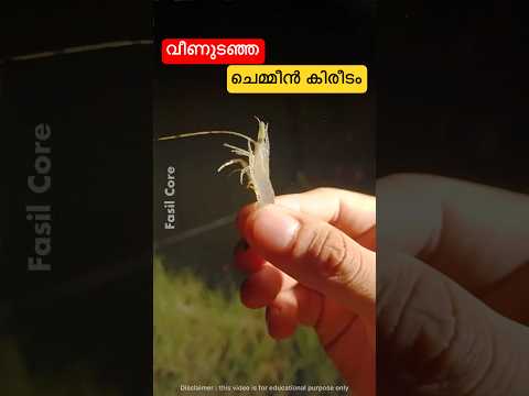 ഇന്ത്യൻ ചെമ്മീൻ കിരീടം