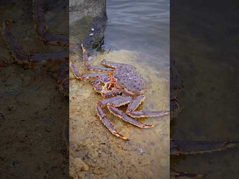 Funny TikTok video | #comedy #facts