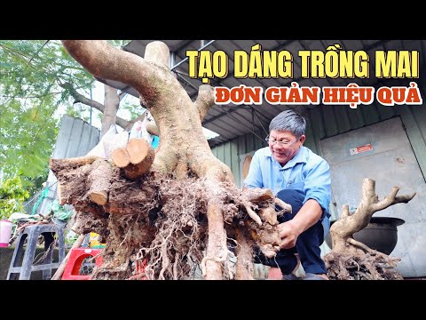 Cắt tạo dáng trồng cây phôi mai vàng tuyệt chiêu đơn giản mà hiệu quả cao vườn mai Út Đực nổi tiếng