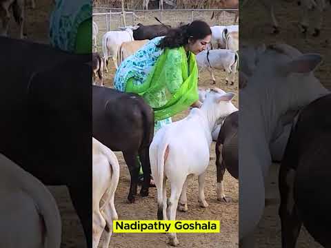 Nadipathy goshala yeleswaram #viral #tiktok #trending #miniature #youtube #viralvideo #pets #reels