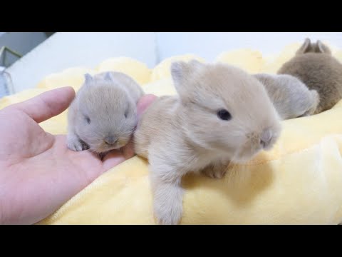 目が開いたばかりで「人」に興味津々な四つ子赤ちゃんうさぎ