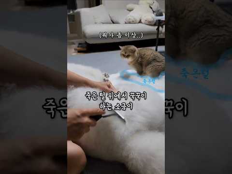 죽은털 위에서 꾹꾹이 하는 소금이
