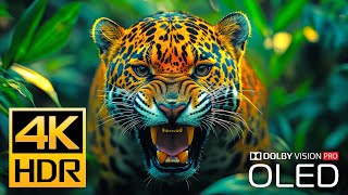 Amazing Wild Animals in Stunning 4K HDR 120fps Dolby Vision