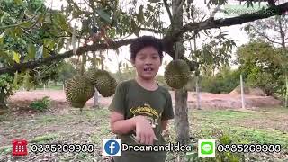 [Dream and idea EP.9] สวนทุเรียนขนาด 3 ไร่ ให้ผลผลิตแล้ว