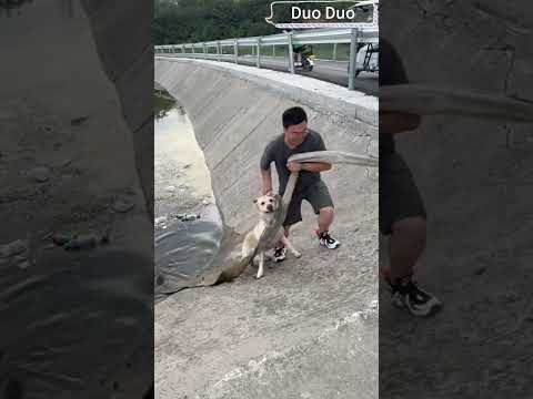 1.落水金毛嘗試數次仍無法上岸，精疲力盡在水中掙扎。Exhausted Golden Retriever Fails After Dozens of Attempts to Climb Ashore.