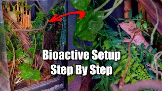Crested Gecko Bioactive Hybrid Setup! Complete Guide 2025