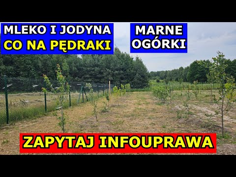 Mleko i Jodyna czy Działa. Co na Pędraki Oprysk. Marne Ogórki. Siarczan Magnezu. Truskawki Uprawa.