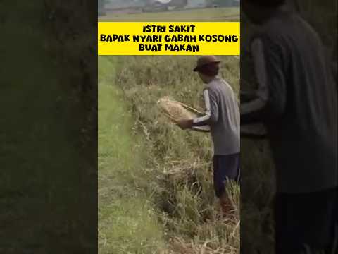istri sakit, bapak nyari gabah bekas buat makan #dedimulyadi #kdm #kangdedimulyadi #gubernurjabar