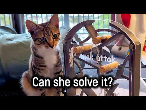 I made a puzzle for cats! Can they solve it?