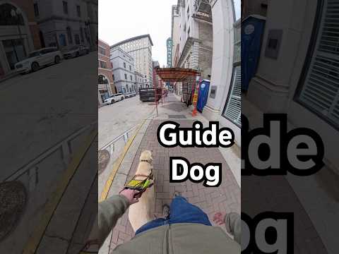 Guide Dog Navigates Construction Zone #guidedog #dog #dogs