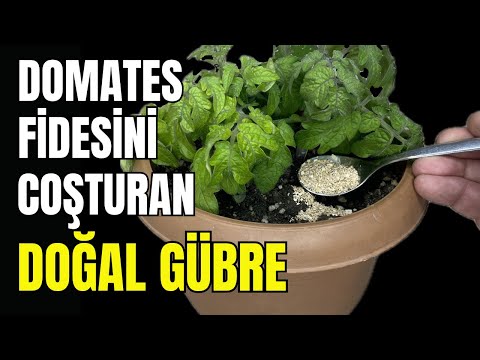 Saksıda Domates Maksimum Verim İçin 5 İpucu! #domates #fide #gübre