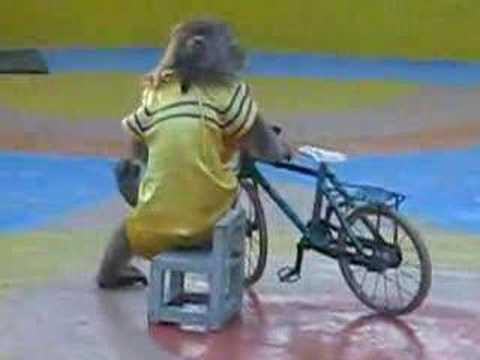 Cute Alert Here Are The Top 15 Animals On Bikes Videos Ever