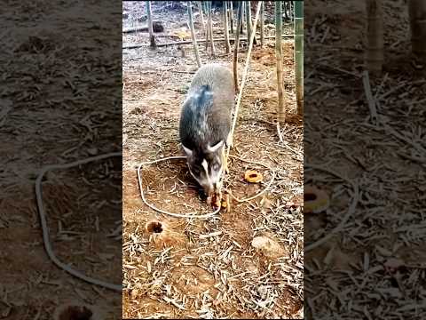Нет спасения: Жадный кабан попадет вловушку #шорты #навыки #chasse