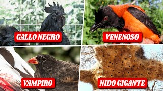 MUCHOS DATOS CURIOSOS de las AVES que SEGURO NO SABÍAS