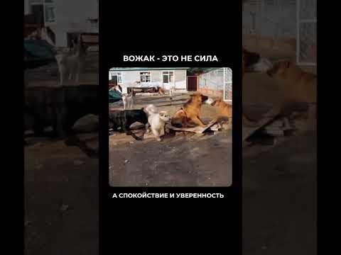 Лидерство - это про уверенность, а не про агрессию. Читай описание❤️