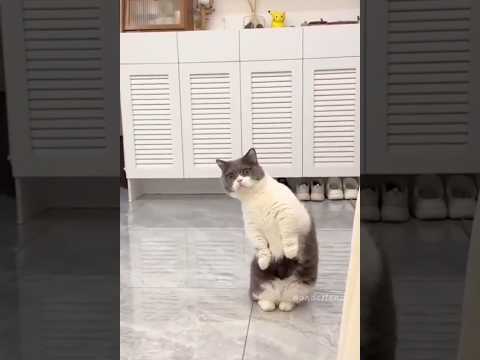 Window Cats The Funniest Audience Ever! 🐈 🐱 #cute #kitty #funny