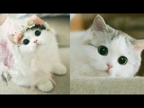 Cute Cat Videos That Will Make You Fall in Love