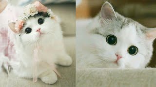Cute Cat Videos That Will Make You Fall in Love