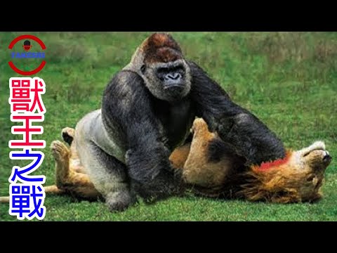 [TOP4]數個人類絕對不想介入的動物戰爭 |  萬獸之王不是獅子老虎!? | 由你來選出誰是最強的萬獸之王