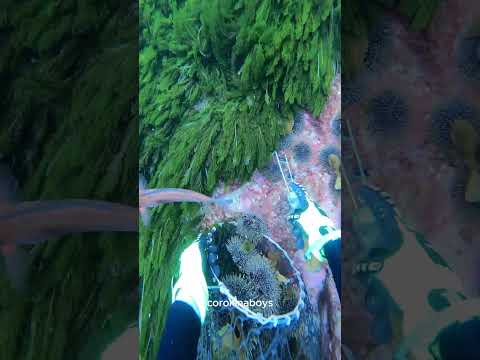that last one was a message  #asmr #fishing #freediving