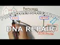 DNA Repair Mechanisms and Photo Reactivation