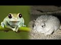 Frog Species Characteristics and Habitats