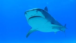 Multiple shark attacks, sightings at U.S beaches during 4th of July weekend