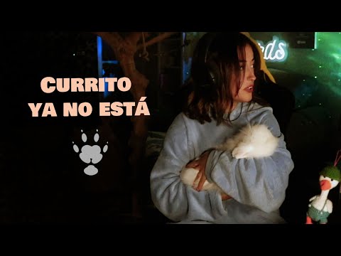 Currito ya no está | ¿Qué ha pasado?
