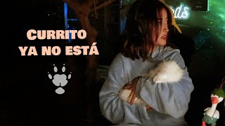Currito ya no está | ¿Qué ha pasado?