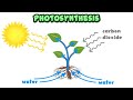 Photosynthesis Concepts and Misconceptions