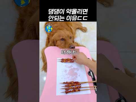 착한 댕댕이 괴롭히면 안되는 이유