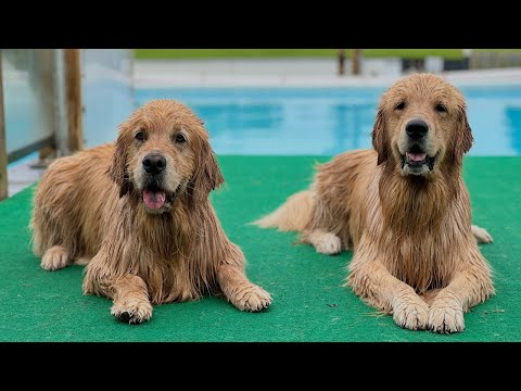 Sterling And Colin Go Dock Diving