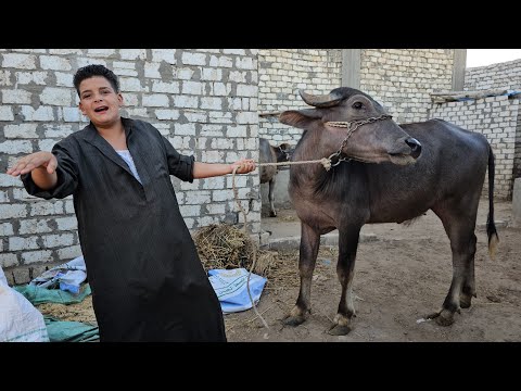 إنهيار أسعارالعجميات العشار من مزرعة الحاج محمد ابو طبل اسعار من 49 الف ياتلحق يامتلحقش