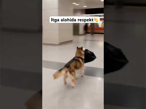 SZDAN NMA KETTI VIDEOGA BITTA LAYK  BOSING🥹❤️#youtubeshorts #rek #reels #instagram #1m