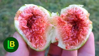 Here's what happens when you eat figs every day