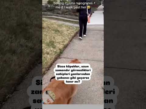 YILLAR SONRA SAHİBİNİ GÖREN KÖPEKLER ♥️ #dog #shorts #short #youtubeshorts #youtube #shortvideo #fy