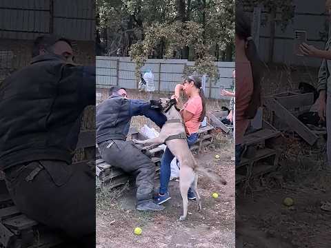 Hard attack by Kabas. #STRAZHODESSA Малинуа. Дрессировка собак. СТРАЖ Одесса 2023