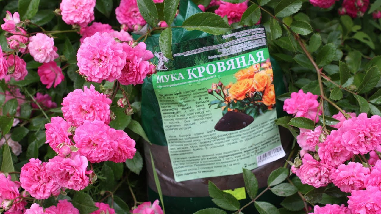 Натуральные удобрения для подкормки роз и лилий летом