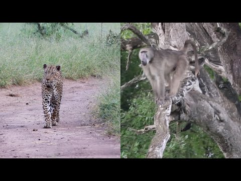 Leopard Walks Under Troop of Baboons