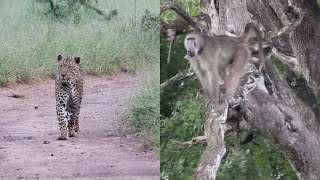 Leopard Walks Under Troop of Baboons