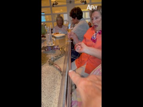 I would slither right on out of there 🐍😅 #afv #scare #funnyvideos #shorts