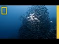 Marine Ecosystems and Conservation Issues