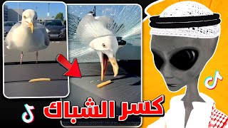 لا تمزح مع طائر النورس 😳💔 | ردة فعل الفضائي على التيكتوك