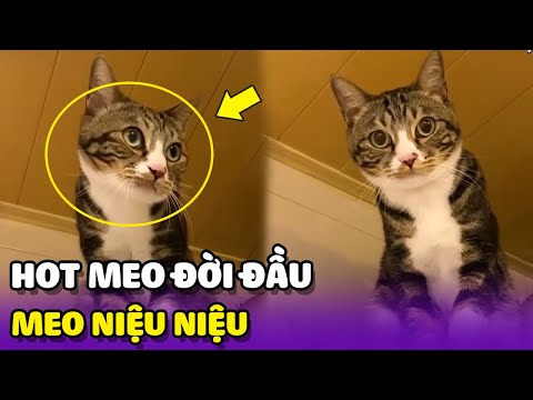 Cuộc sống của Hot Meo đời đầu: "Meo Niệu Niệu" 😘