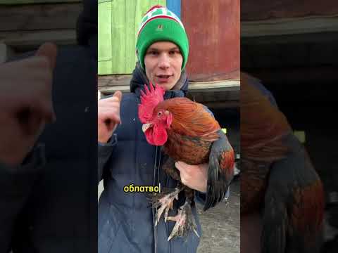 А вы знали, что КУРЫ могут нести яйца и без петуха🐔🥚