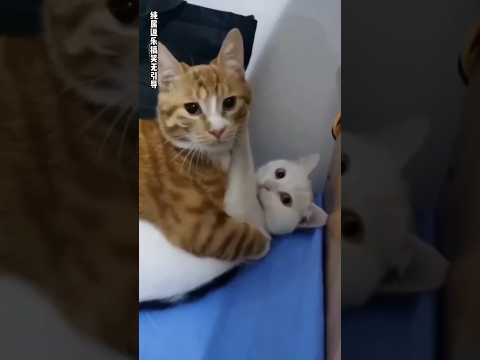 বিল্লু ধরা পড়তে গিয়ে বেঁচে কেন#cat