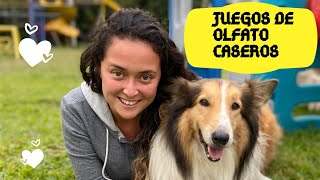 Juegos de olfato caseros y fáciles para entretener a tu perro 🐶