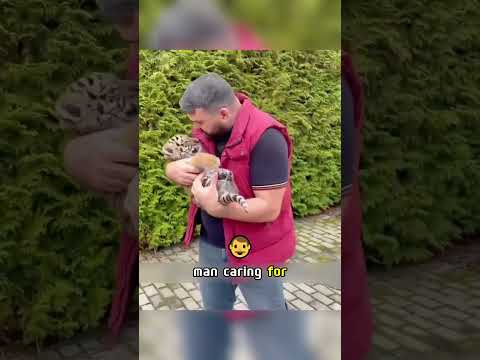 The man took in an abandoned tiger and raised it as a pet #animals