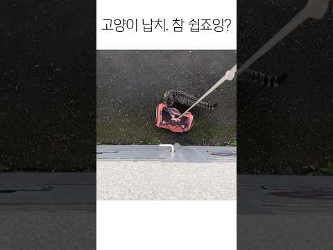 고양이 납치. 참 쉽죠잉?